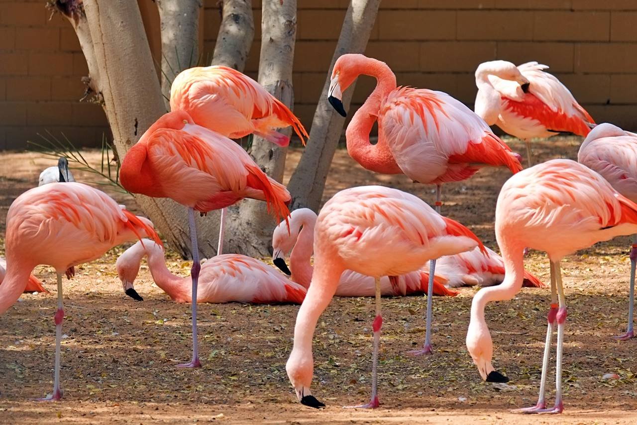 al-ain-zoo-abu-dhabi-uae